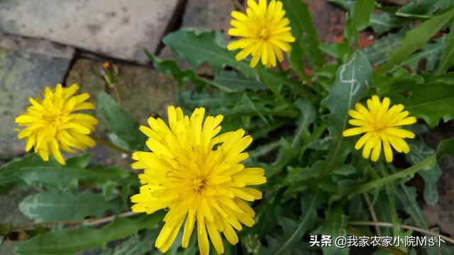 春天的时候,你的家乡有什么野菜,挖过什么野菜没？