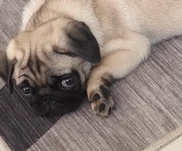 不爱叫适合家养的小型犬:小型犬，短毛，好训练，聪明，有这样的狗吗？