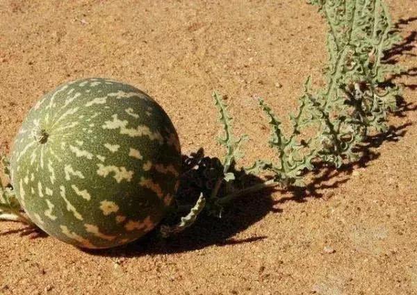 戈壁西瓜为什么禁种，新疆的沙漠里遍地是西瓜，为何却无人敢吃？