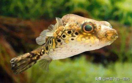 红珍珠狗头饲养:40厘米小鱼缸，想养一条纯淡水冷水狗头鱼，有什么品种推荐？
