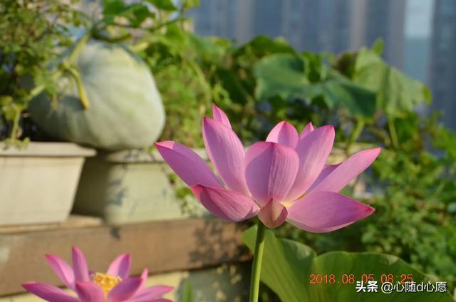 我家住在顶楼，最近想在楼顶搞一个空中花园，能否请大家提供好思路？插图62