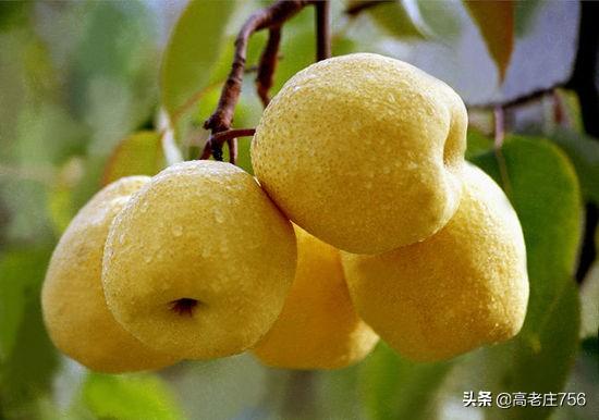 真菌过敏症的预防:真菌过敏症用什么药 拉布拉多如何预防皮肤病？狗狗出现皮肤病的原因有哪些？