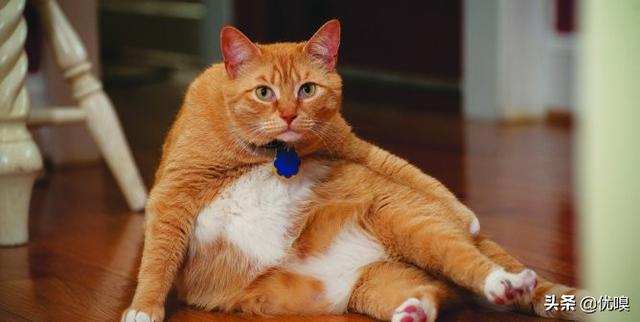 肥胖宠物瘦身:猫咪吃的过胖，怎么减肥？