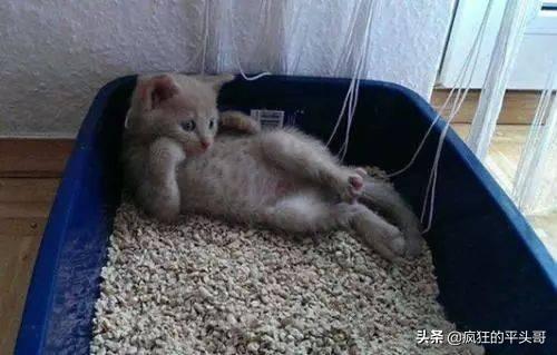 猫咪睡在猫砂盆:猫咪晚上会找到猫砂盆吗？