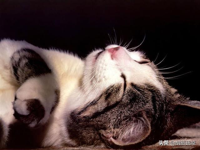 猫用了博来恩一直挠:求助帖，急急急，猫咪长癣了，怎么治疗？