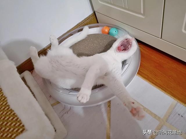 58同城宠物猫免费领养兰州:人和猫要相处多久才会有感情？