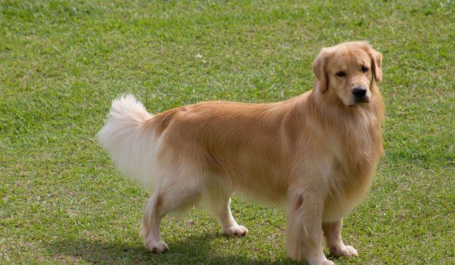腊肠犬多少钱一只:金毛狗狗一般能活多少岁？一生有几个阶段？