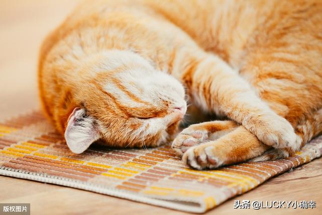 斗牛犬躲冰箱避暑视频:炎炎夏日，铲屎官们知道该如何和宠物度过一个愉快的夏季吗？ 斗牛犬躲冰箱避暑