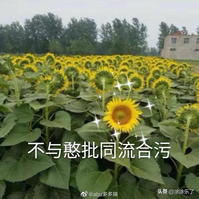 大家有没有什么沙雕QQ群头衔？