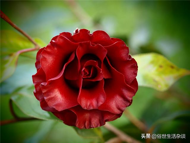 悟空问答 茶花有几种品种 哪个最好 13个回答