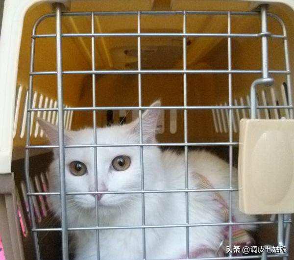 厦门宠物托运哪个好:那种快递可以运送活体宠物？