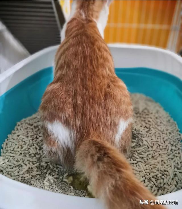 猫砂盆:猫砂盆怎么用 猫砂盆哪种的比较好，听说封闭式的猫不会上厕所是真的吗？