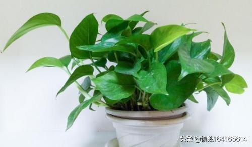 观叶植物营养液花之侣:绿萝黄叶有什么好的营养液吗？
