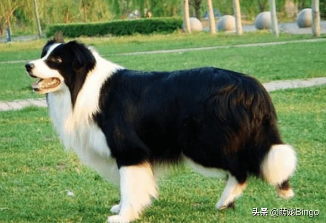 狗耳朵:狗狗的耳朵需要定期清理吗，该怎样清理？