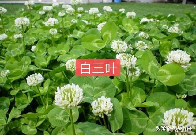 养羊种植什么牧草好:回河南老家搞养羊，种植燕麦做饲草怎么样？应该怎么做？