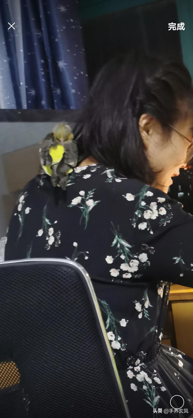 牡丹鹦鹉,玄凤鹦鹉,小太阳鹦鹉,哪种智商最高？