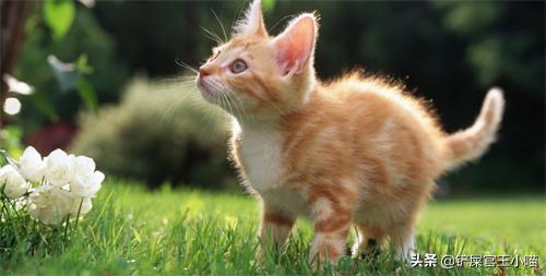 请问哈,我家狸花猫把它生的小猫吃了怎么办？不是说虎毒不食子吗？