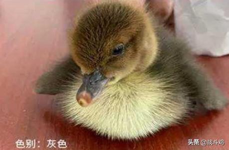 宠物鸟的种类:宠物鸭的主要种类与特点是什么呢？