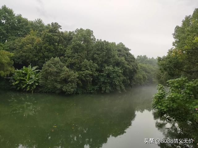 萤火虫祖先被发现:为什么农村夜晚萤火虫越来越少了