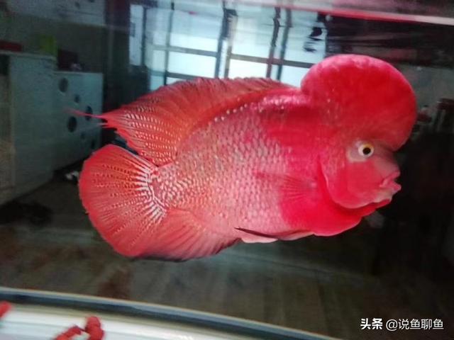 罗汉鱼图片:罗汉鱼图片及价格 罗汉鱼能否与红龙鱼混养？