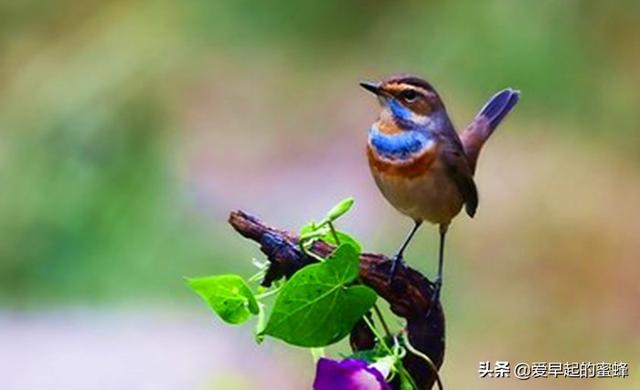 蓝点颏大叫:靛颏鸟有自己的叫口吗，是怎样的？