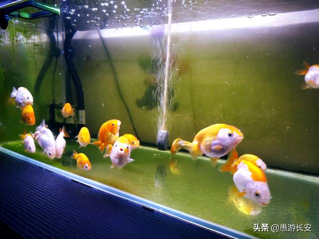 观赏鱼养殖碱性水:观赏鱼的养殖方法和注意事项 养鱼的水质是酸性好还是碱性好？