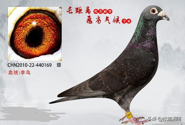 中国有哪些信鸽品种？:高俊华