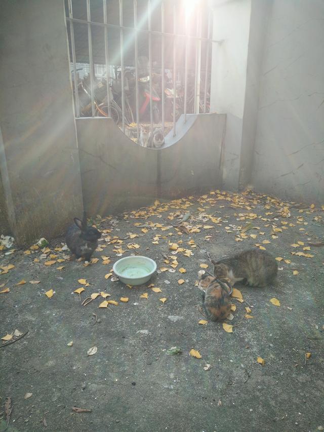 猫来了 喵 mp4:有没有谁喂过流浪猫？有何经历？ 喵来了给五只猫绝育的全部视频