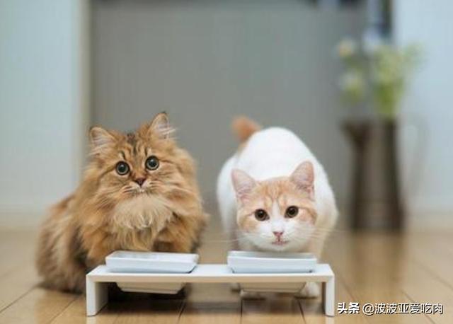 给英短吃的猫饭:英国短毛猫最喜欢吃什么？