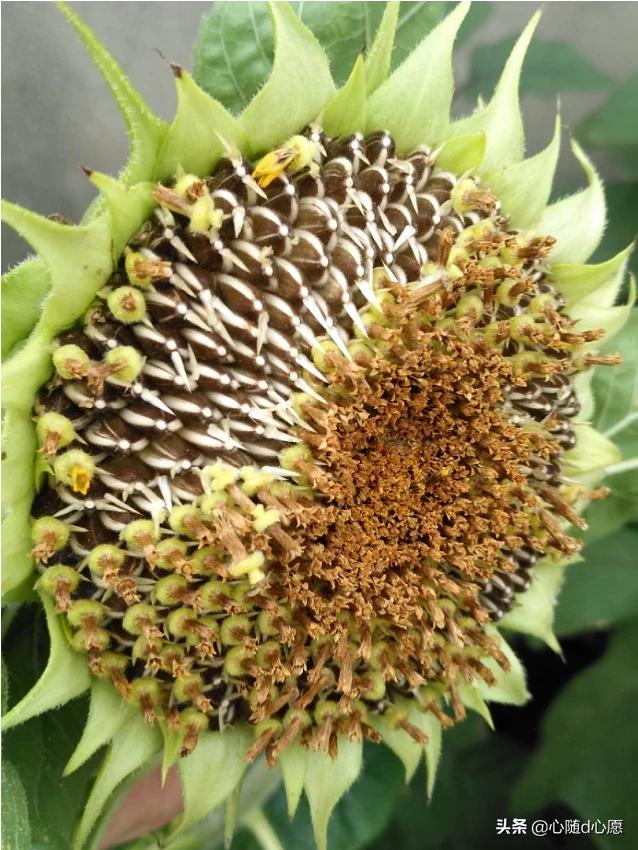 我家住在顶楼，最近想在楼顶搞一个空中花园，能否请大家提供好思路？插图58