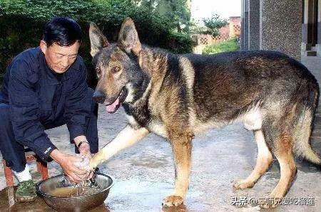 昆明犬:昆明犬是由什么犬种培育出来的？