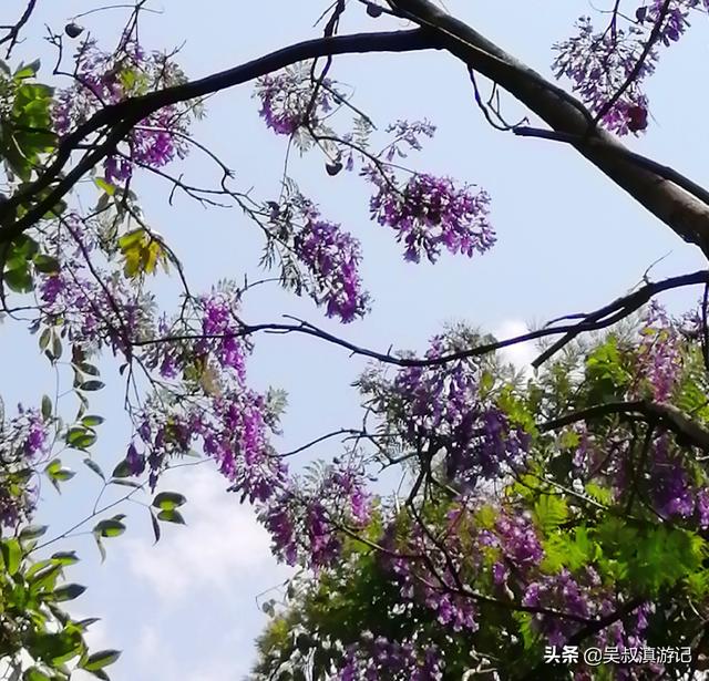 福建漳州江西移植蓝花楹报价单:蓝花楹什么时候落叶？落叶时间长吗？