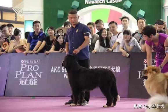 cku官网:血统犬就一定比平常犬好吗？