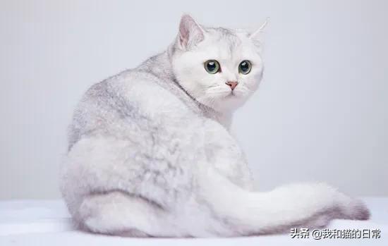 英国渐层短毛猫:银渐层是什么英短还是美短？