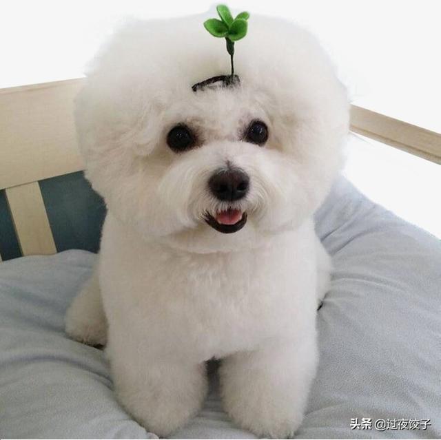 比熊犬多少钱一只:想买只比熊犬，在哪里买比较好，需要多少钱？怎么看品种纯不纯？