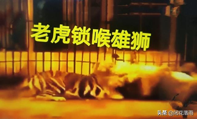 藏獒斗狮子老虎:藏獒和狮子老虎打架谁厉害 棕熊和河马谁厉害？藏獒和老虎谁厉害？老虎和狮子谁厉害？