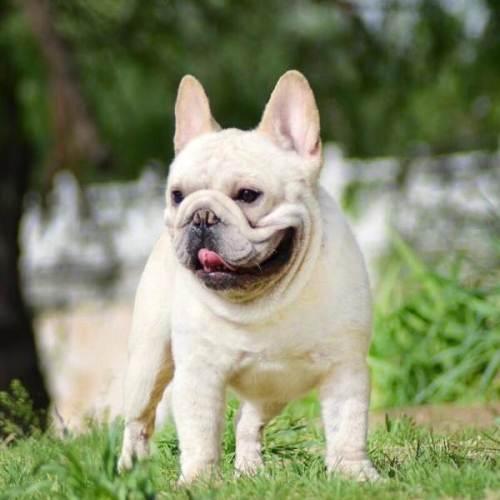 犬钩虫病口腔:狗狗得口腔溃疡怎样治疗？