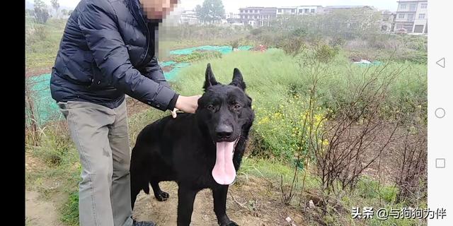 德牧是最好的护卫犬:德国牧羊犬的战斗力怎么样？