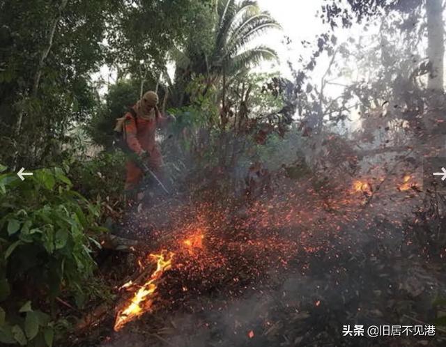 亚马逊莫拉氏鳄的基本信息:为什么没人救火亚马逊热带雨林？