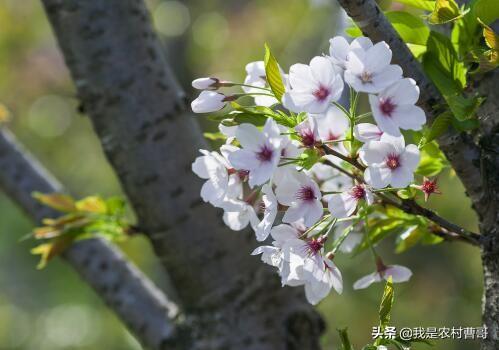 紫玉兰船舶:老家有很多海棠树和桂花树，怎么卖掉？想做苗木经济可以吗？