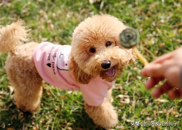 40天的小狗有点拉稀怎么办:狗狗拉稀吃什么药好的快？