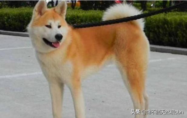 秋田犬好养吗知乎:秋田犬为什么被禁养 忠犬八公秋田犬为什么这么少人饲养？不受大家欢迎的原因是什么？