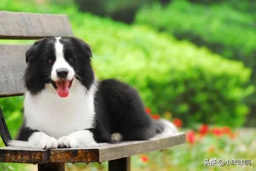地带边境牧羊犬好养吗:16个不能养边牧的理由？