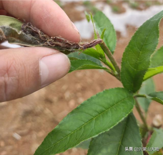 桃樹大概是得了以下兩種類型的病狀:桃樹得了細菌性穿孔病,葉子也會