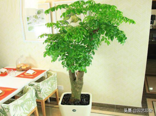 适合夏天的网名:适合夏天室内养的花你能推荐几种吗