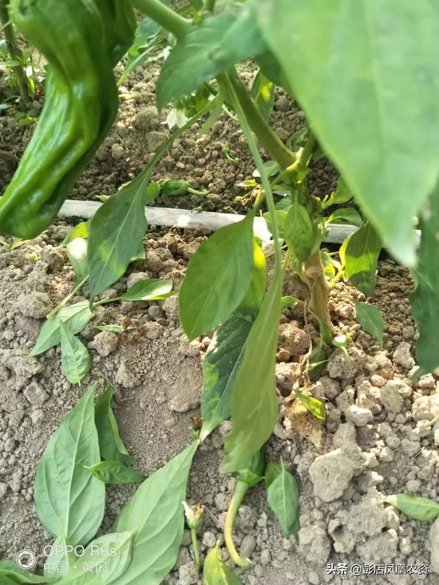 头条问答 - 辣椒刚结果,为什么就有一些掉落了?(13个回答)