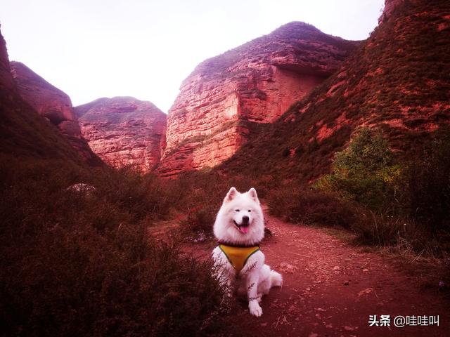 萨路基沙漠追羚羊视频:今年7月适合去哪儿旅游？