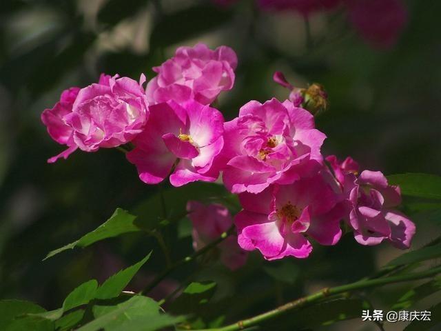 惜春词:李清照的《小重山》，春到长门春草青，是什么意思，解析一下？