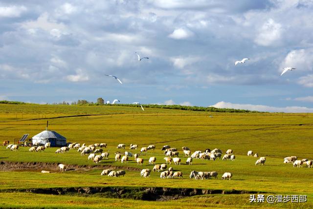 边境之旅狸猫哪里多:2021年6月份去呼伦贝尔大草原旅游哪里比较好玩？ 边境之旅狸猫哪里多