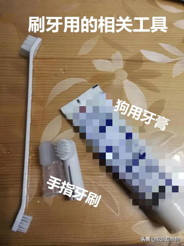 居室养狗注意事项:饲养狗狗要注意哪些事情？ 养狗注意事项条例